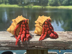 Articulated Hermit Crab with Removable Shell