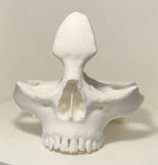Skull Eyeglass Holder