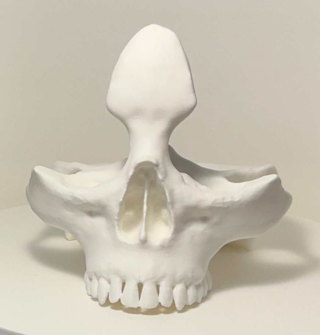 Skull Eyeglass Holder