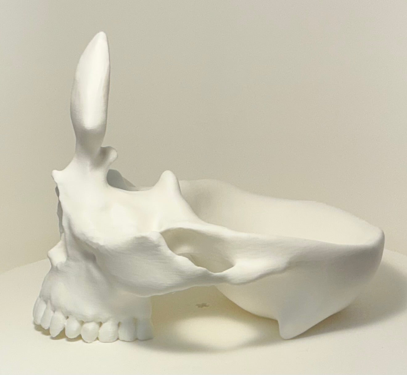 Skull Eyeglass Holder