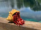 Articulated Hermit Crab with Removable Shell